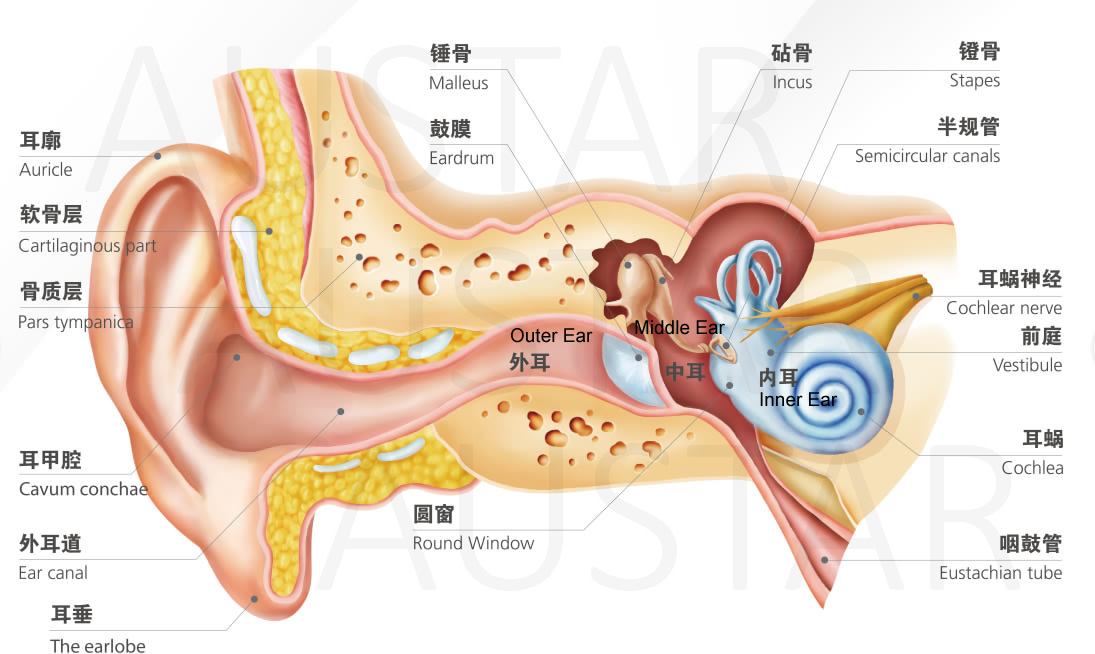 ear diagram cutaway schematic